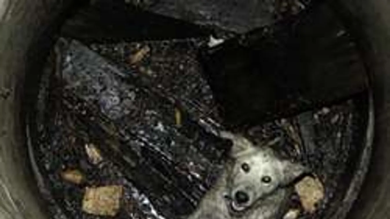 Csodálatos menekülés! Nyolc méteres kútból hozták ki a kutyust