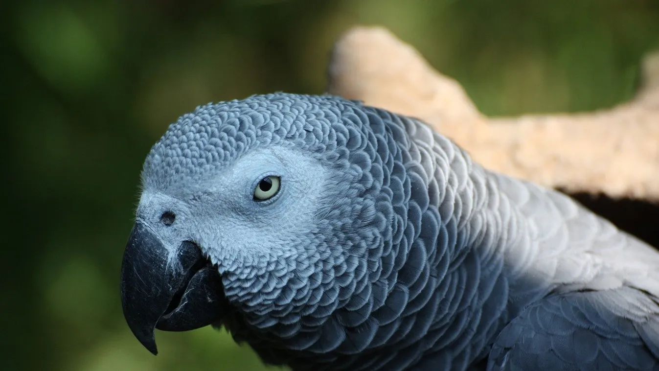 Anyázni kezdtek a beszélő papagájok egy állatkertben, durva, ami eztán történt