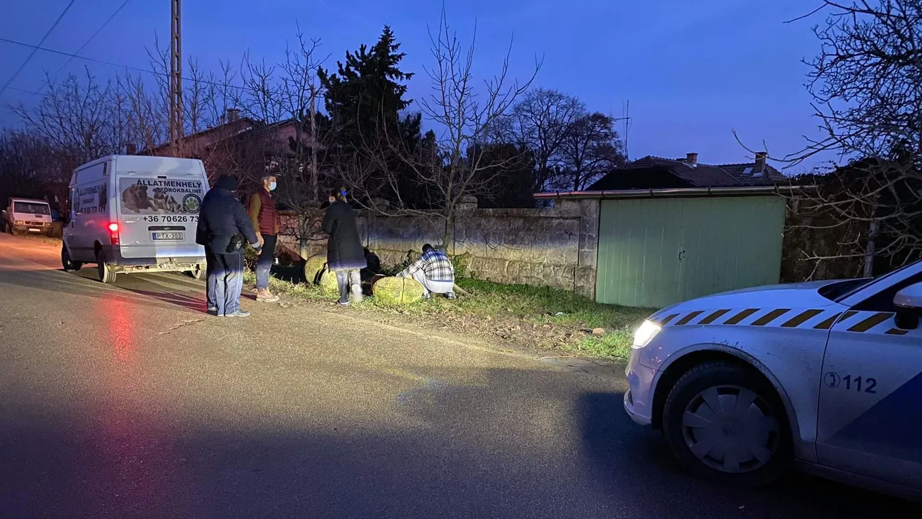 Saját testével védte kiskutyáját a 16 éves lány