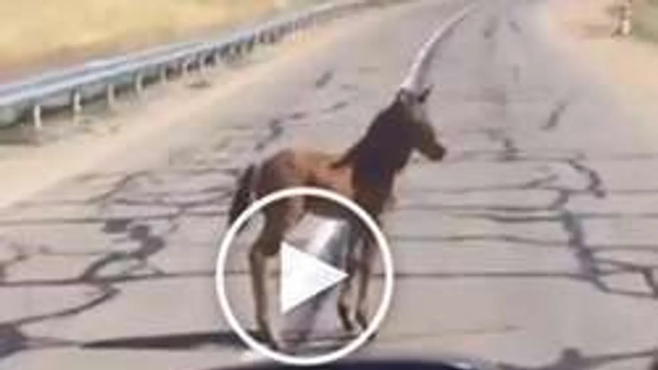 Ez a srác a világ hőse! Nem hiszed el mit tett a kis csikóval