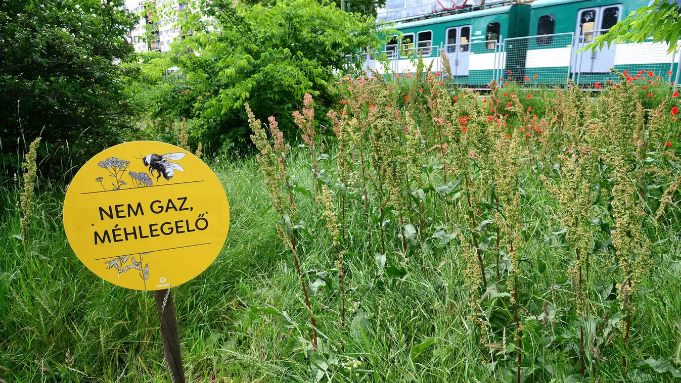 Elképesztő állapotok: gyomnövények uralkodnak a méhlegelőkön