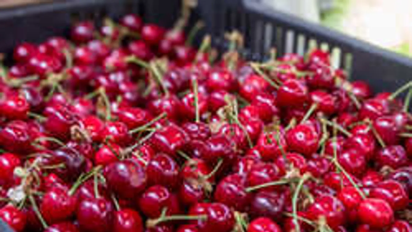 Ezt nem gondolnád az idei cseresznyéről