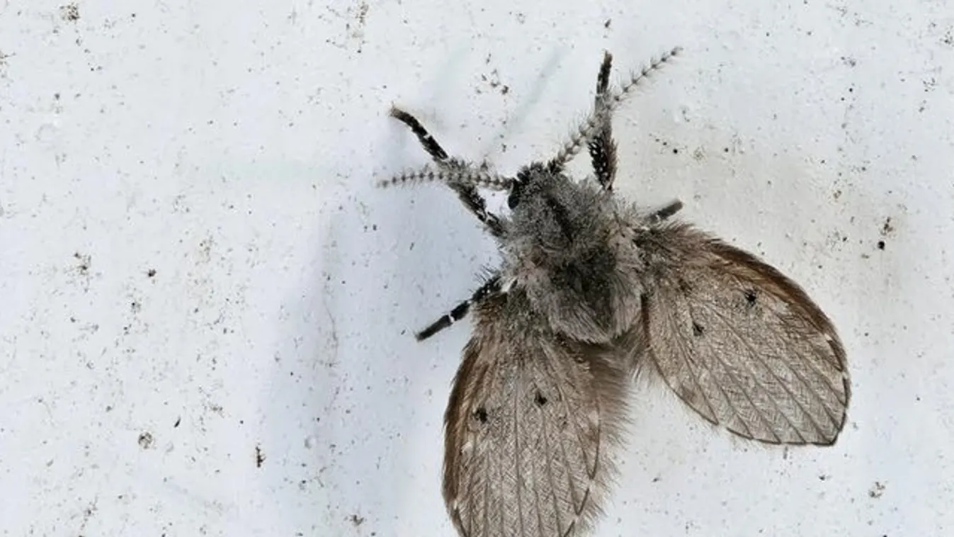 Figyelmeztetést adtak ki a szakemberek: életveszélyes szúnyogok fenyegetik a nyaralókat