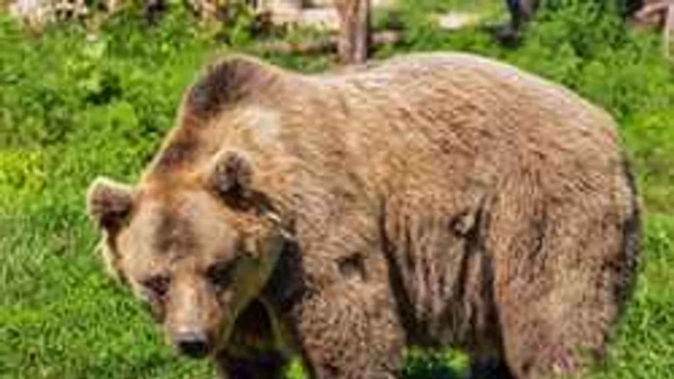 Medvebűnözés; Két maci berontott a magyarok által is kedvelt sípályára