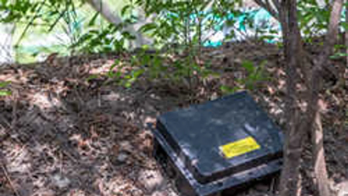 Szerdán indul az intenzív patkányirtás Budapesten