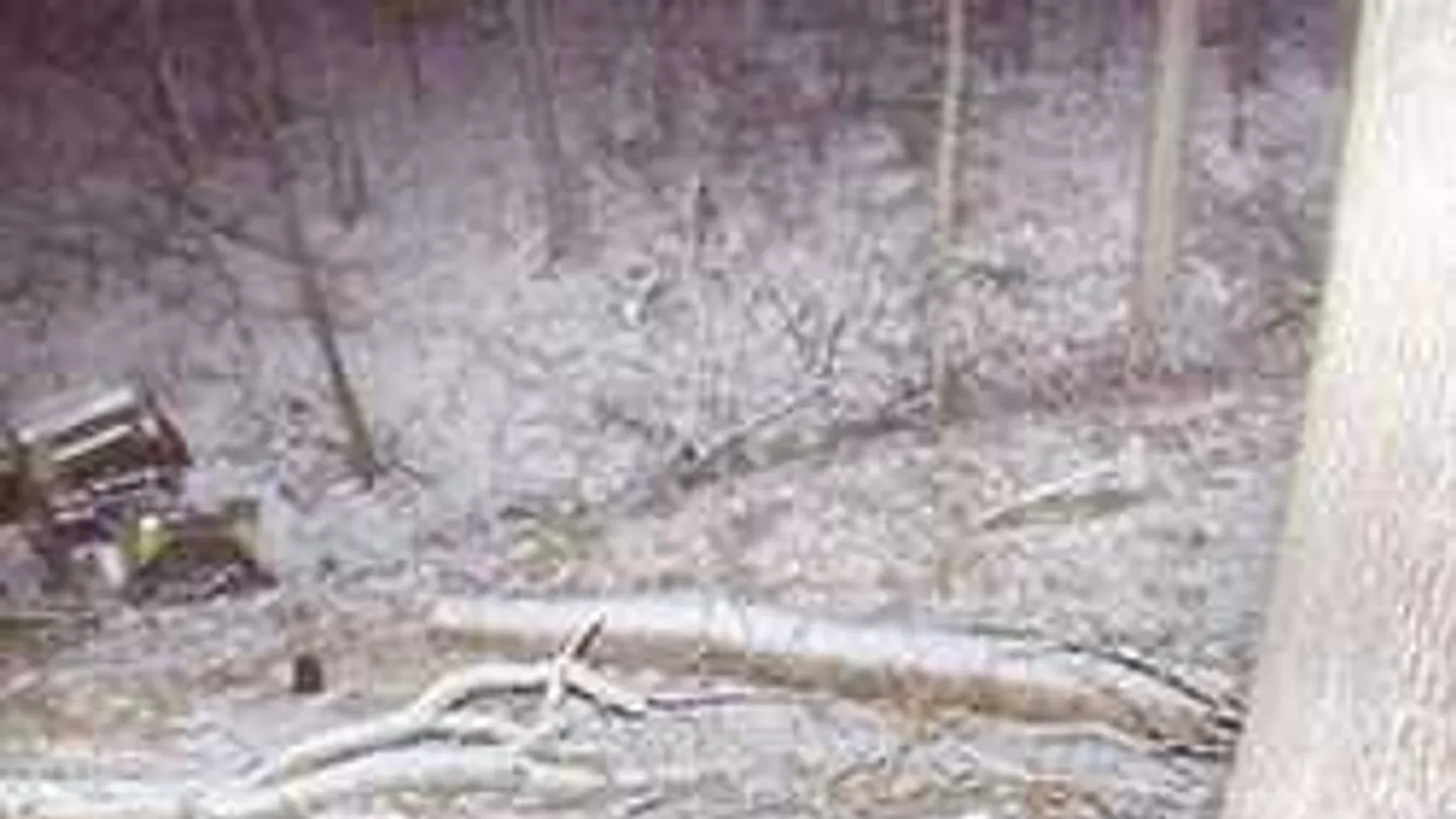 Elképesztő, hogyan halt meg munka közben a borsodi favágó