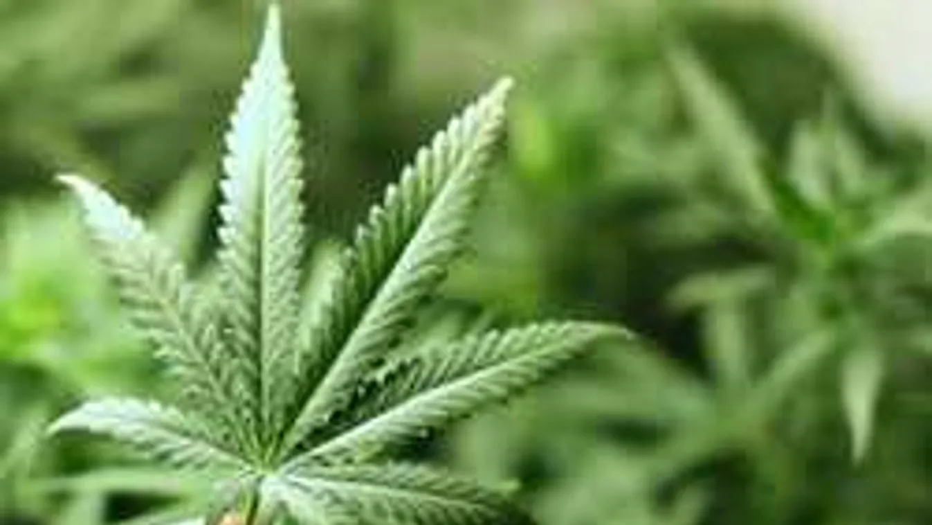 Nagy a titkolózás, drogozott a magyar sztár?