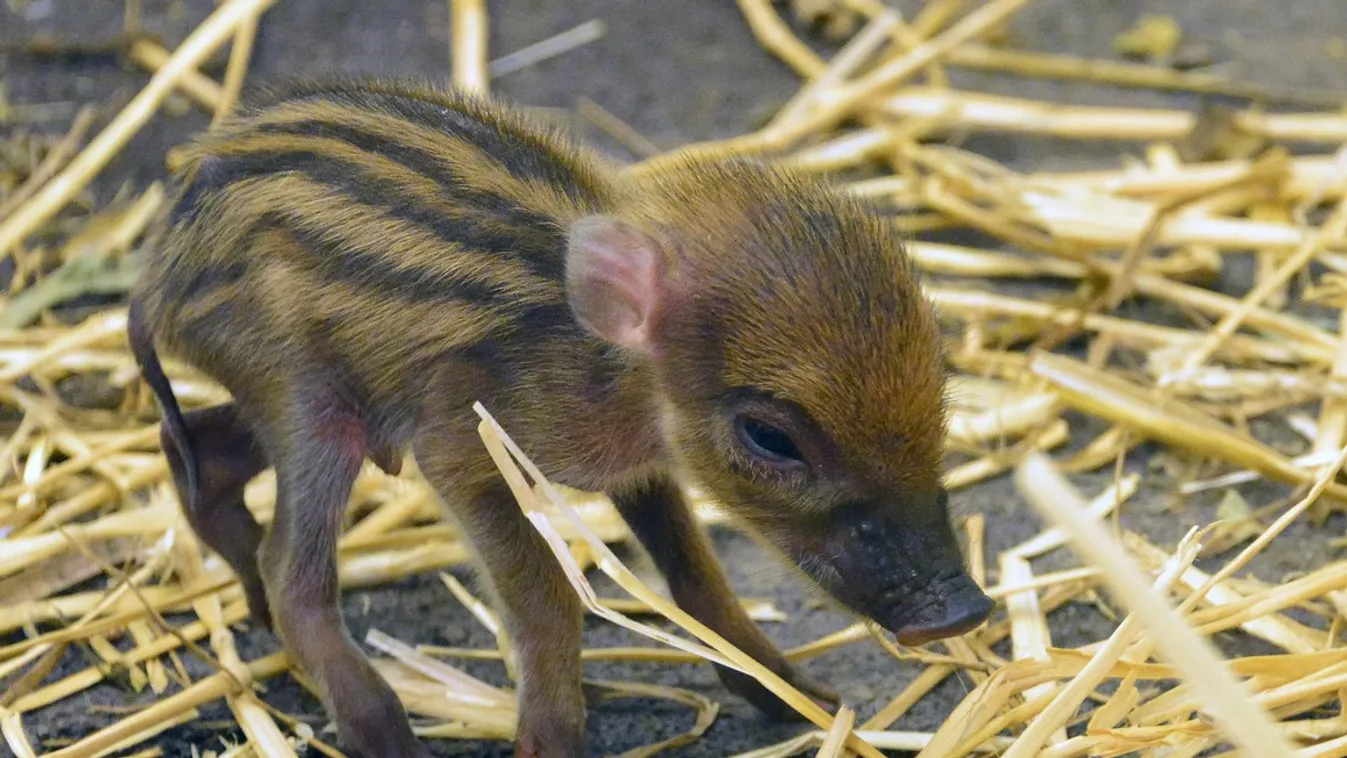Cukiság, ezt a fura állatot menti meg a magyar állatkert