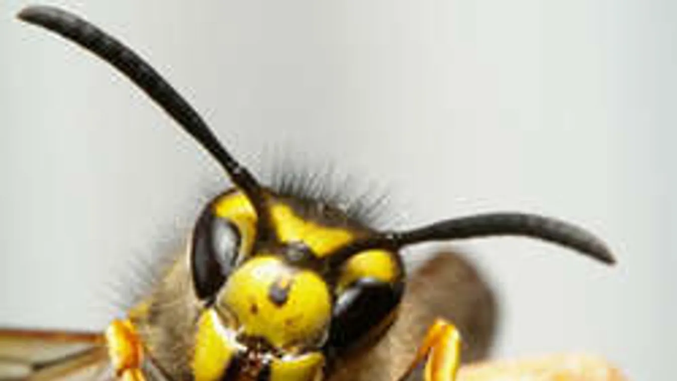 Hatalmas méretű darázs lapult egy előre csomagolt salátában