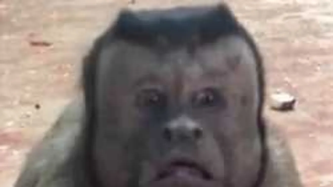 Ijesztő látvány az állatkertben, lefotózták az emberarcú majmot