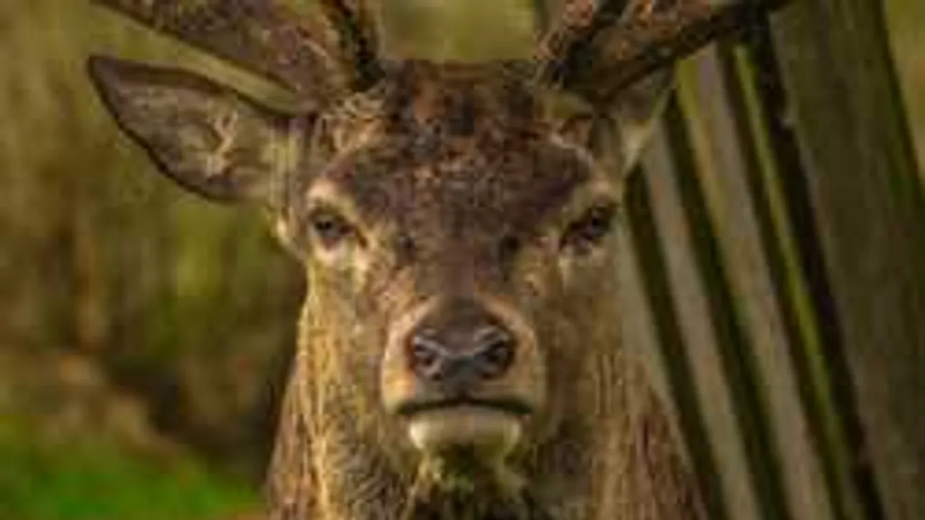 Téged is megbabonáz a látvány: Baranya megyéből érkezett fantasztikus videó