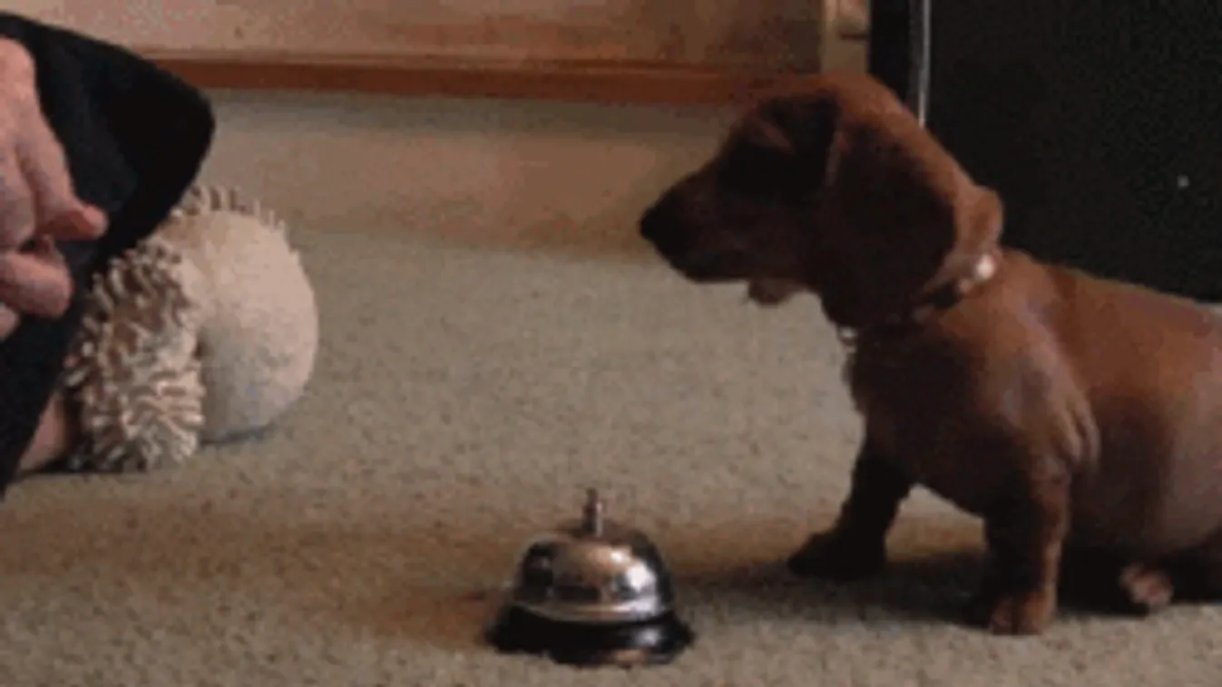 6 megdönthetetlen igazság, ha kis kutyával élsz együtt