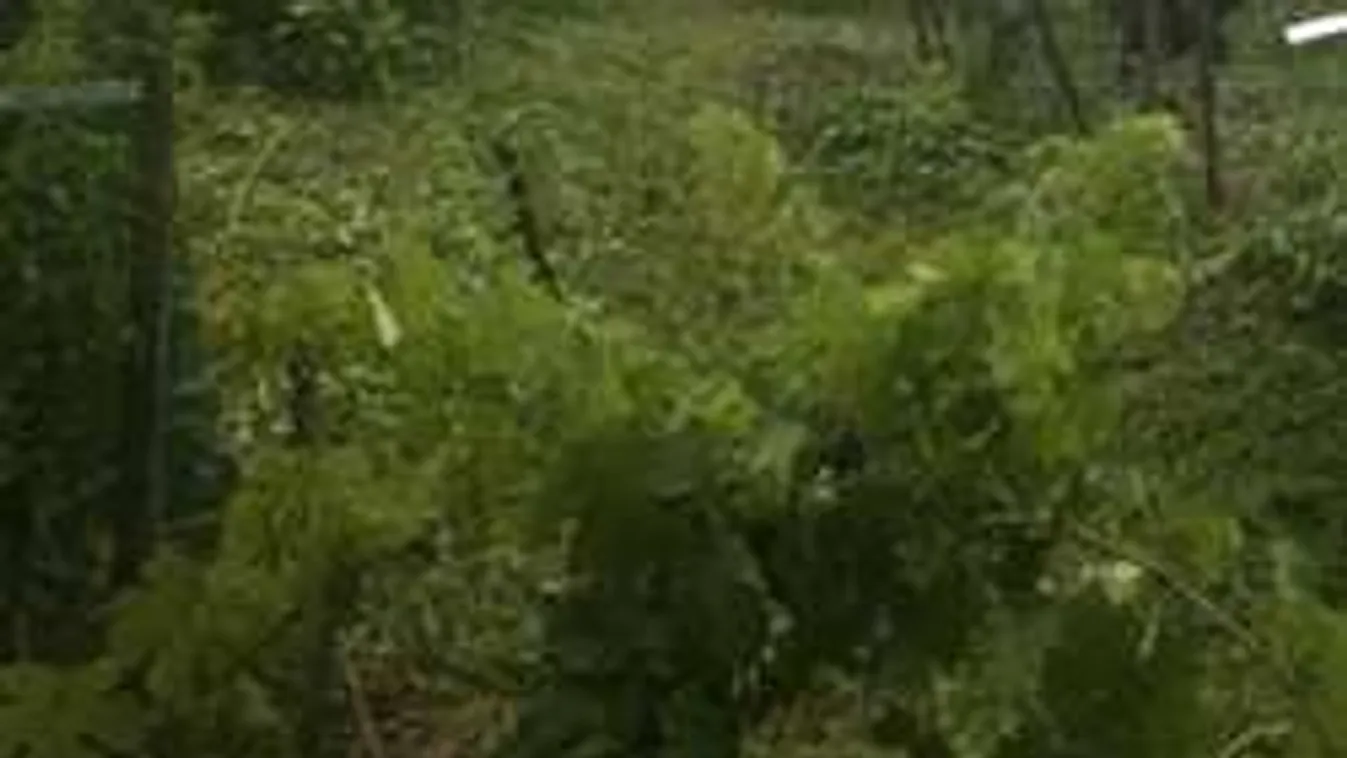 Hátborzongató lényt fotózott a gazda Zala megyében!