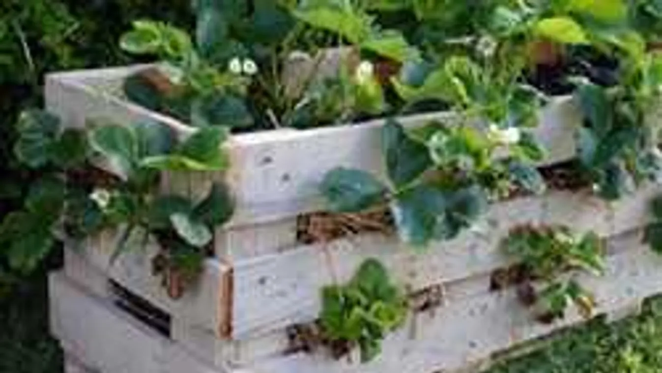 Briliáns kerti ötlet: Raklapban érik idén az eper