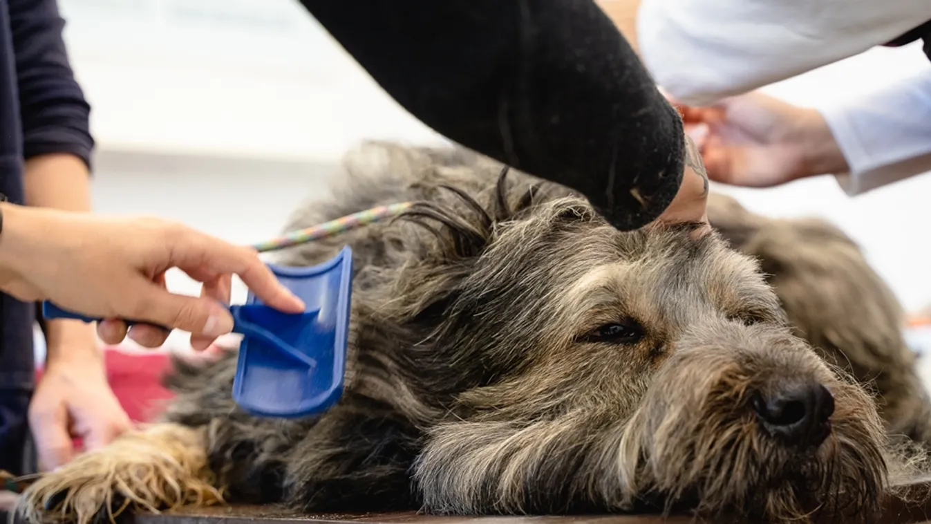 Megszépítik az árva kutyákat és cicákat, így várják az örökbefogadókat