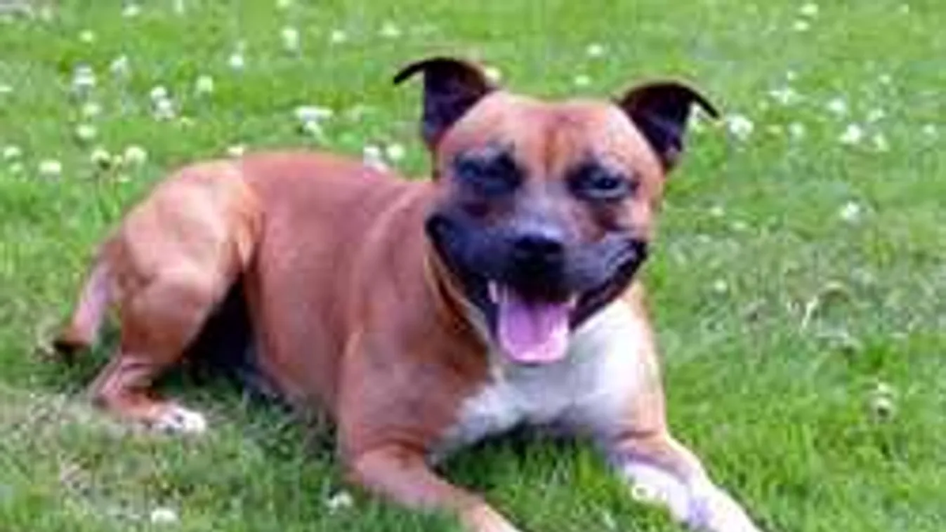 Megtámadta egy kutya, amputálták az ujját