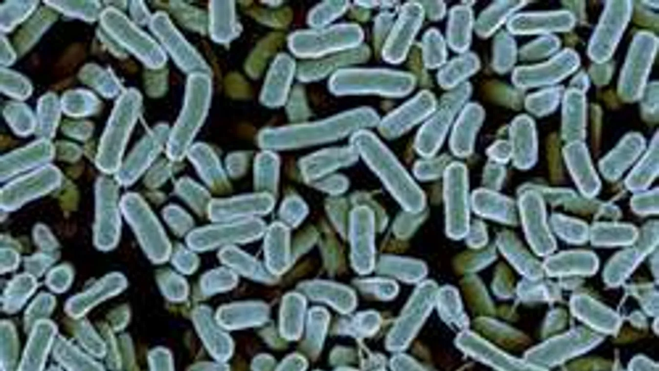 Horror Budapesten: húsevő baktérium nyomorította meg az idős asszonyt