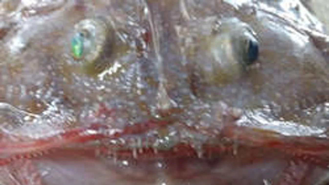 Mutáns élőlényre bukkantak, mélytengeri szörny vagy mi ez?