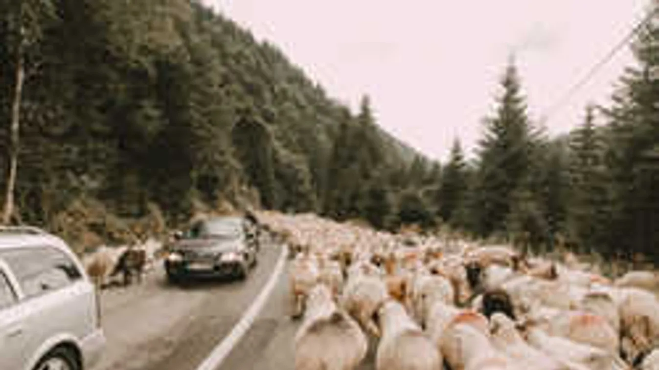 Elképesztő fotó: hatalmas birkasor okozott torlódást az úton