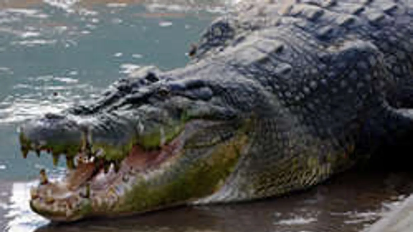 Õrület: Agresszív hüllők őrizték a holland drogkereskedők szajréját!