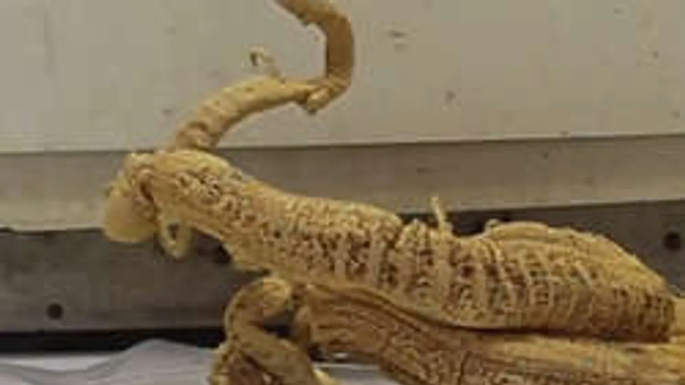 Hátborzongató: Túlvilági csápok jelentek meg a semmiből!