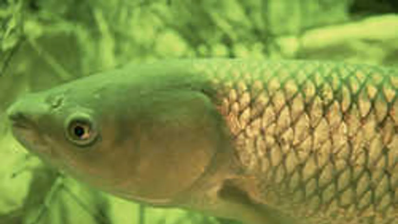 Megdöbbentek a tetemek láttán, azonnal életbe lépett a tilalom