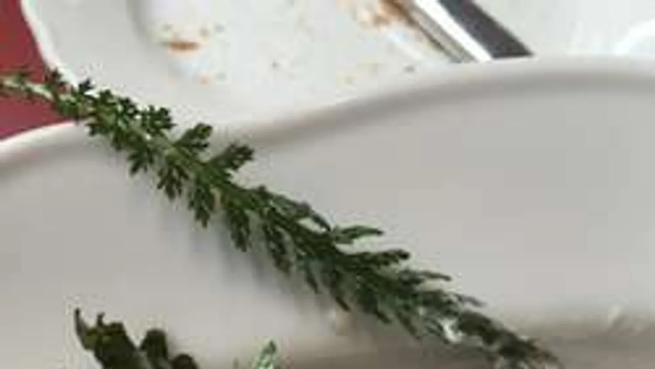 Ez a magyar gyomnövény lett sztár a budapesti luxusszállodában