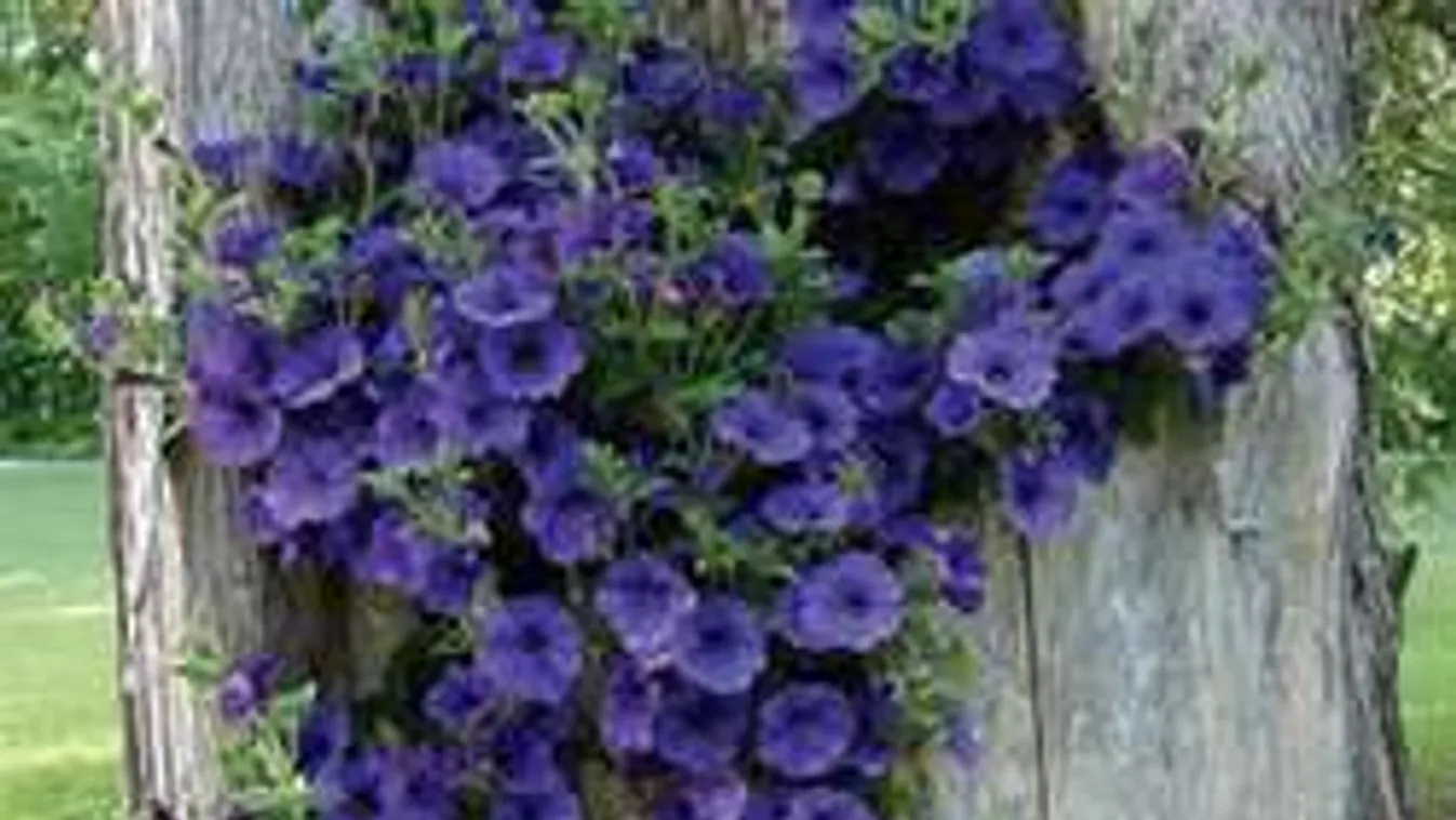 Odvas fába csodás kertet varázsolhatsz