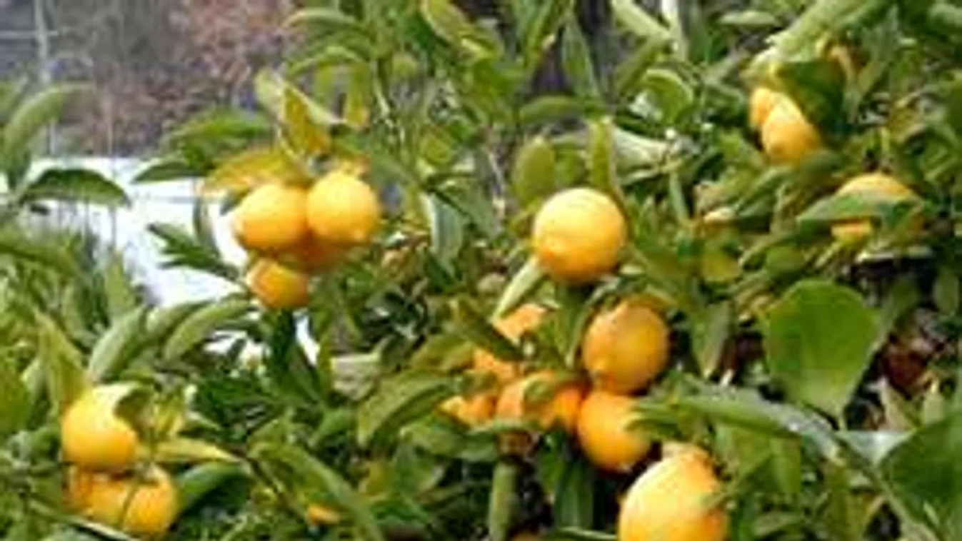 Nevelj otthon citromfát, mindössze 1 db mag kell hozzá!