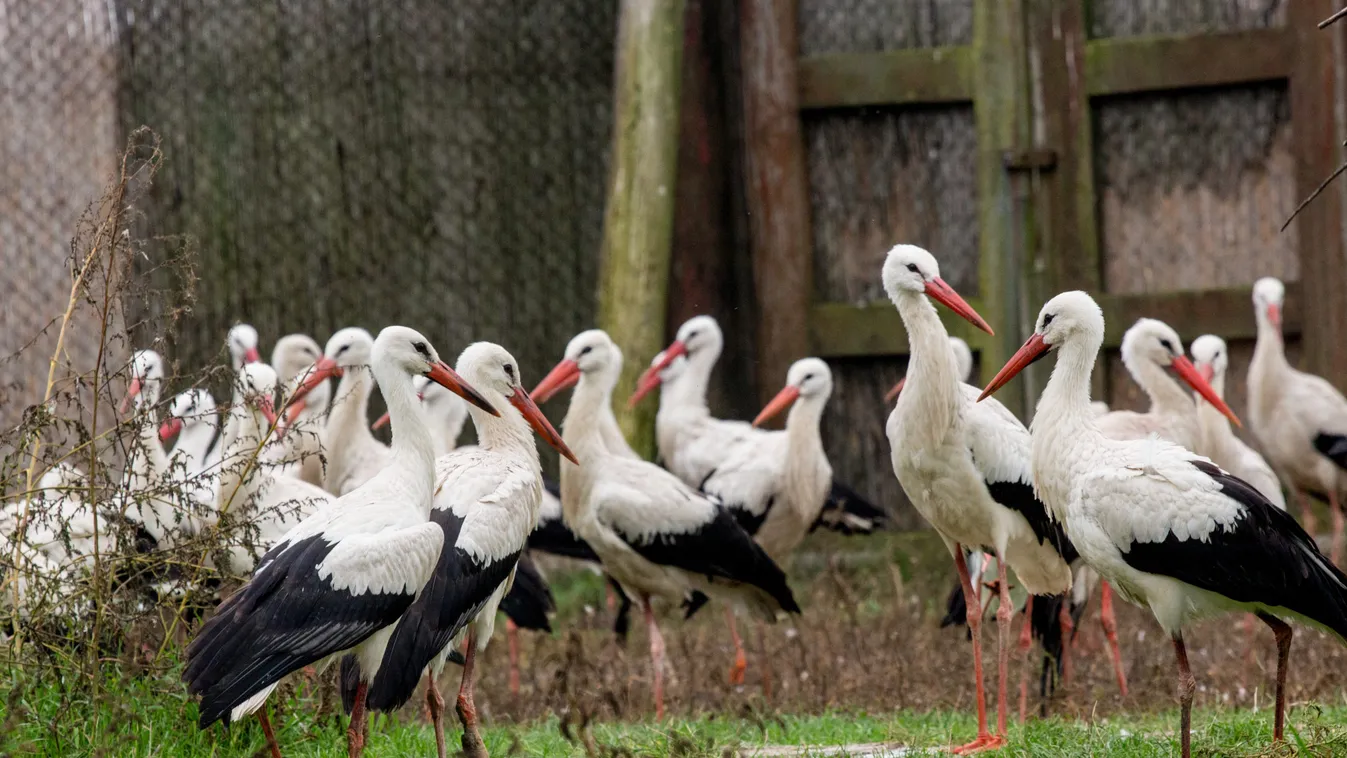 Rekordszámú gólya telel idén a Hortobágyon