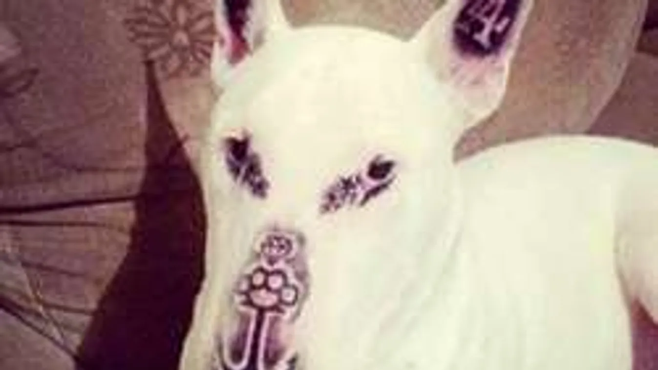 Népharag zúdult a tetoválóművészre: Elképesztő, amit kutyájával tett
