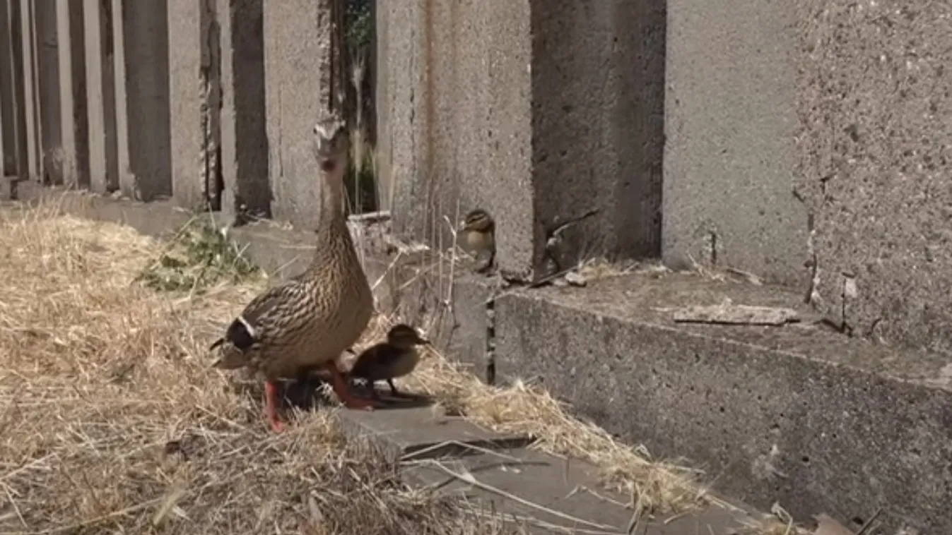 Senki ne etesse a vízimadarakat