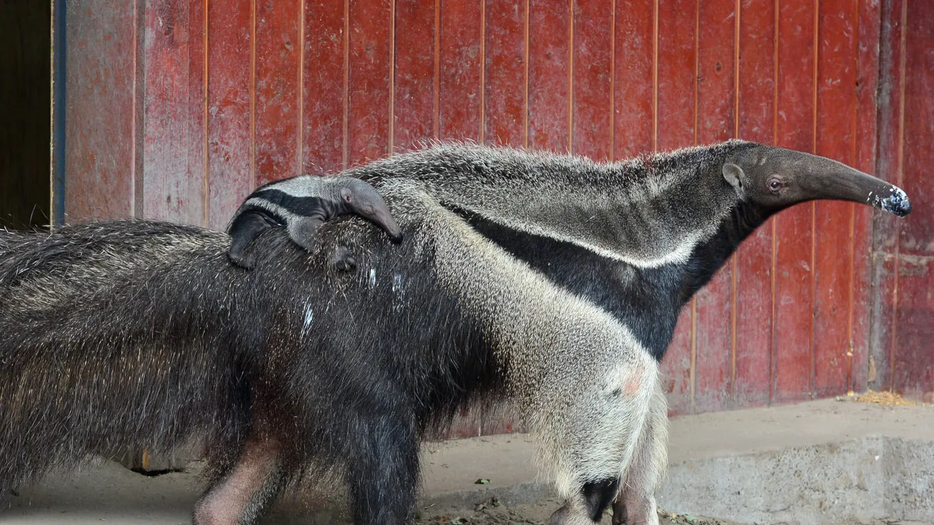 Hatalmas bébi-bumm a szülinapos állatkertben