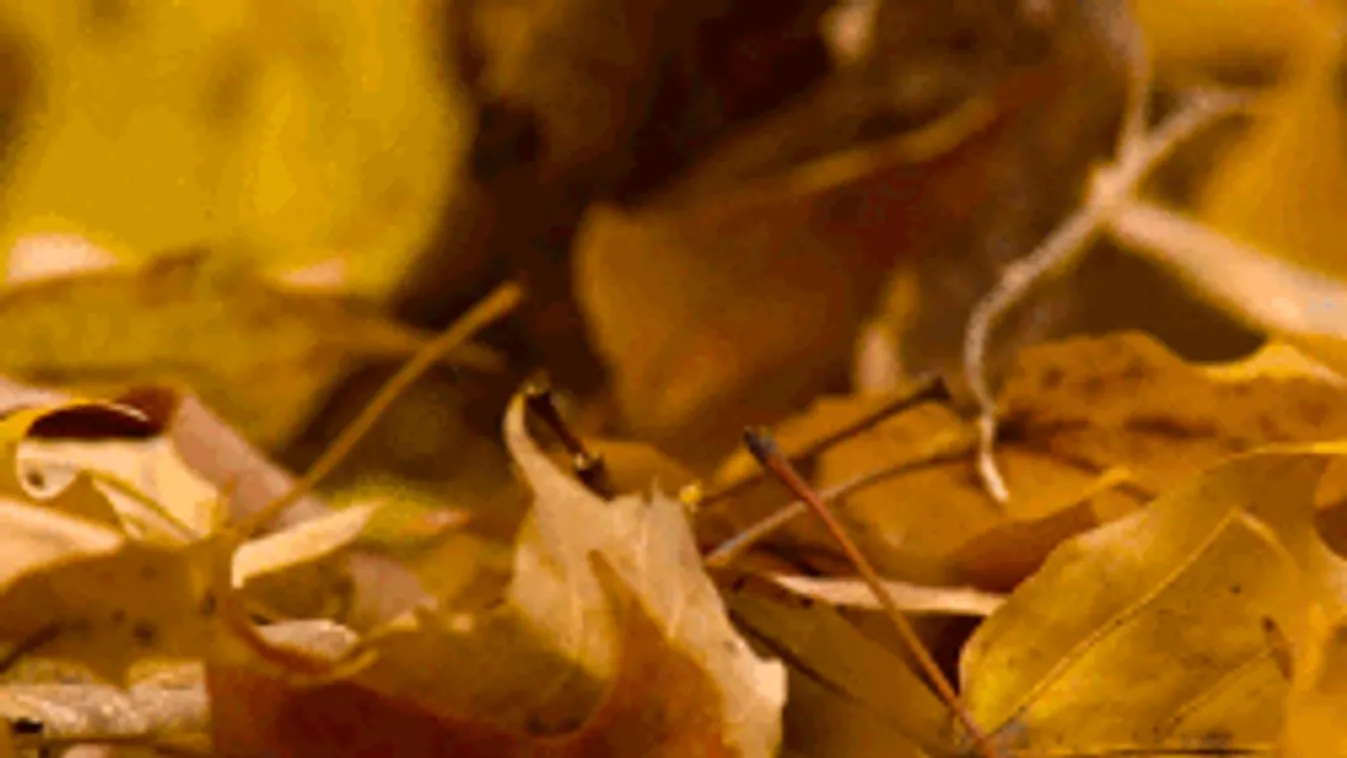 Dermesztő időt hoz a front: ebben nem lesz köszönet