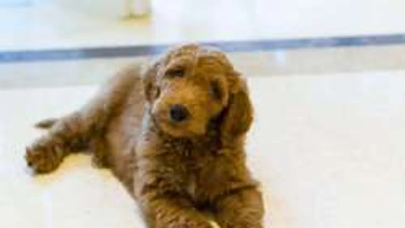 Megindult a verseny: ki lesz az elnöki kutya?