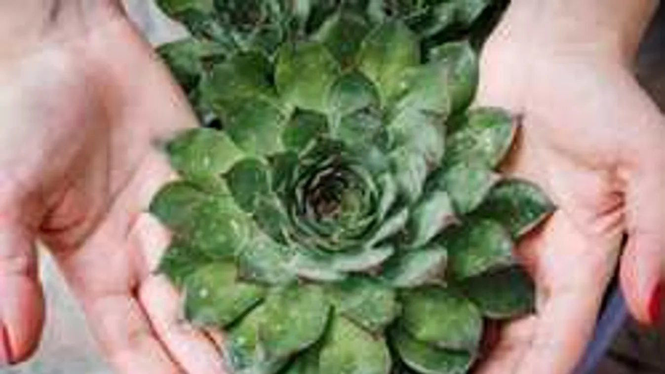 Ez az egyszerű és igénytelen növény igazi kincs a háztartásban