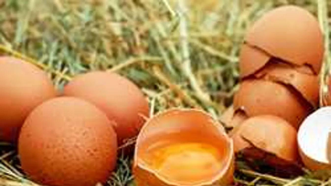 Hogy került veszélyes anyag a magyar tojásba?