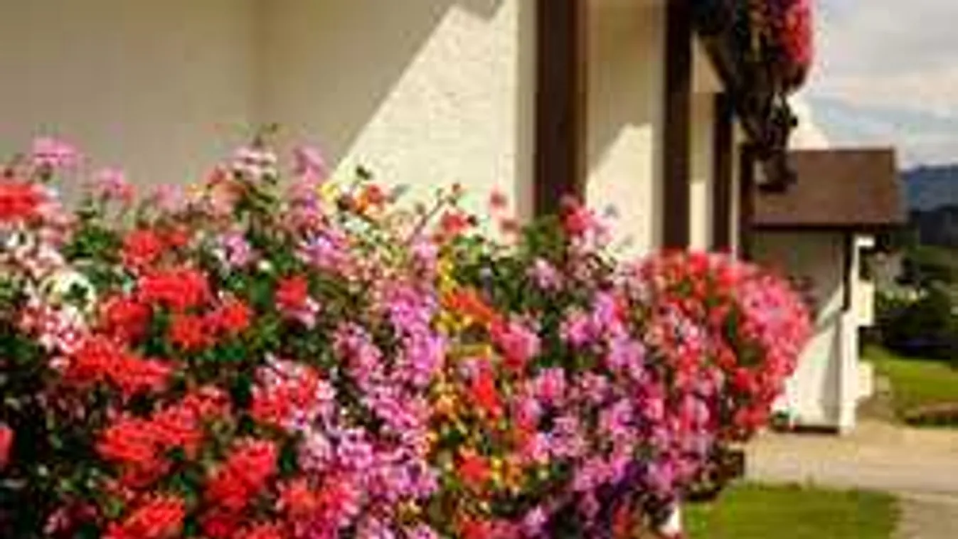 Egyetlen cseppet önts ebből a muskátlidra, és minden szomszéd elámul