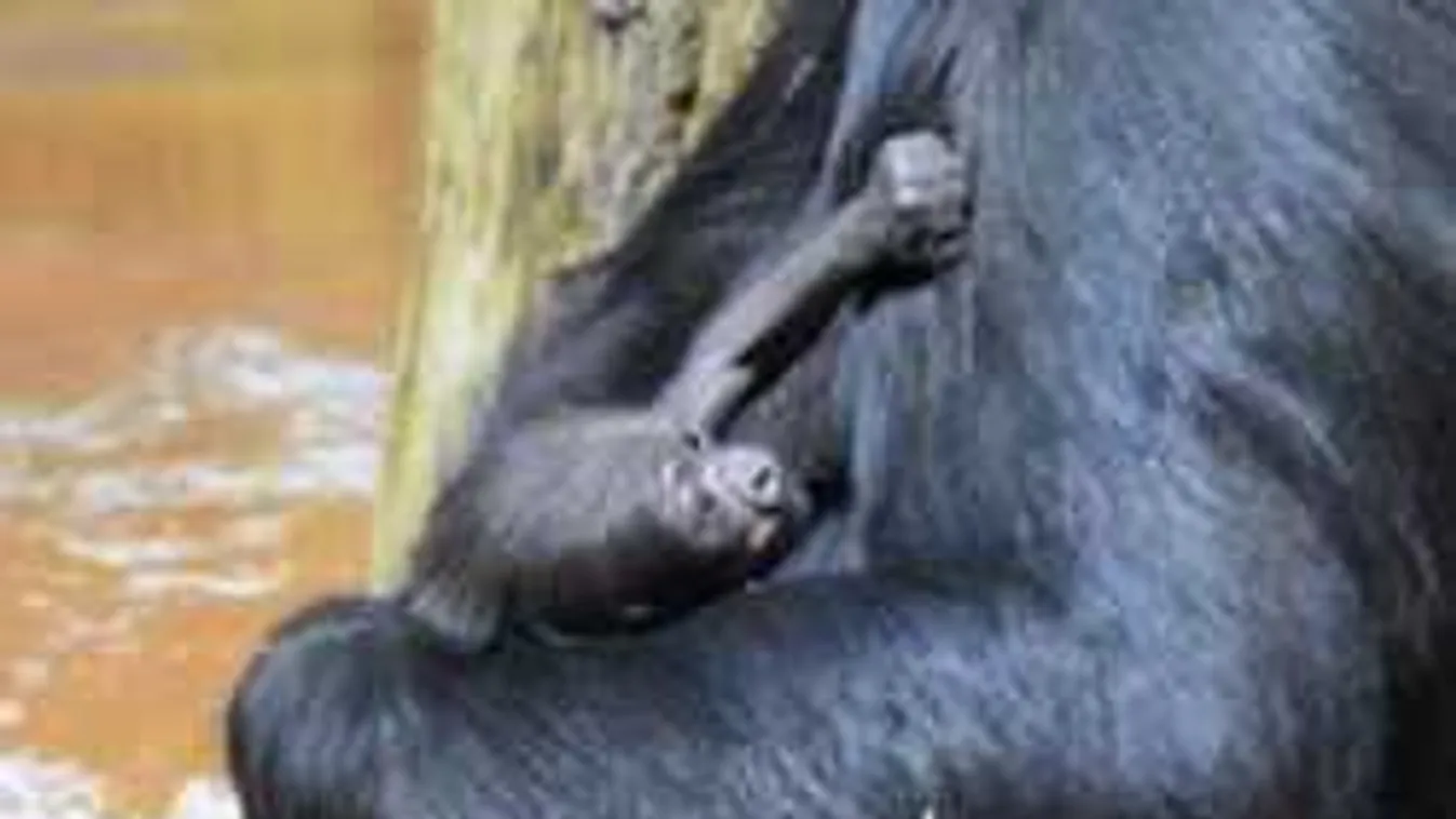 Botrányosan viselkedtek a látogatók, be kellett zárni a Fővárosi Állatkert egyik házát