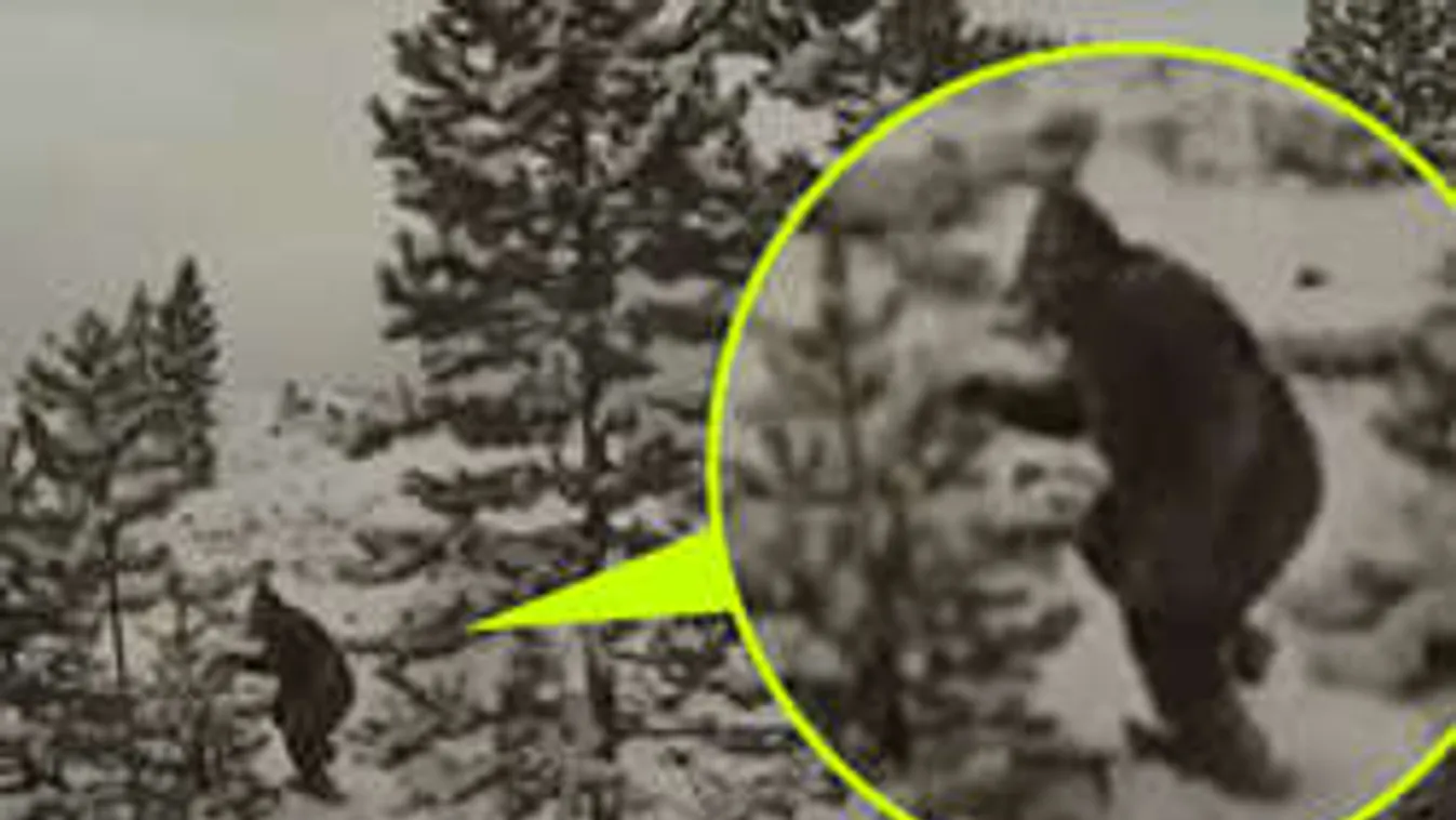 Drónnal kapták rajta a rejtélyes Bigfoot-ot!