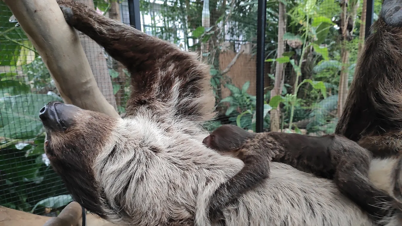 Koronavírus: számítanak támogatóikra az állatkertek