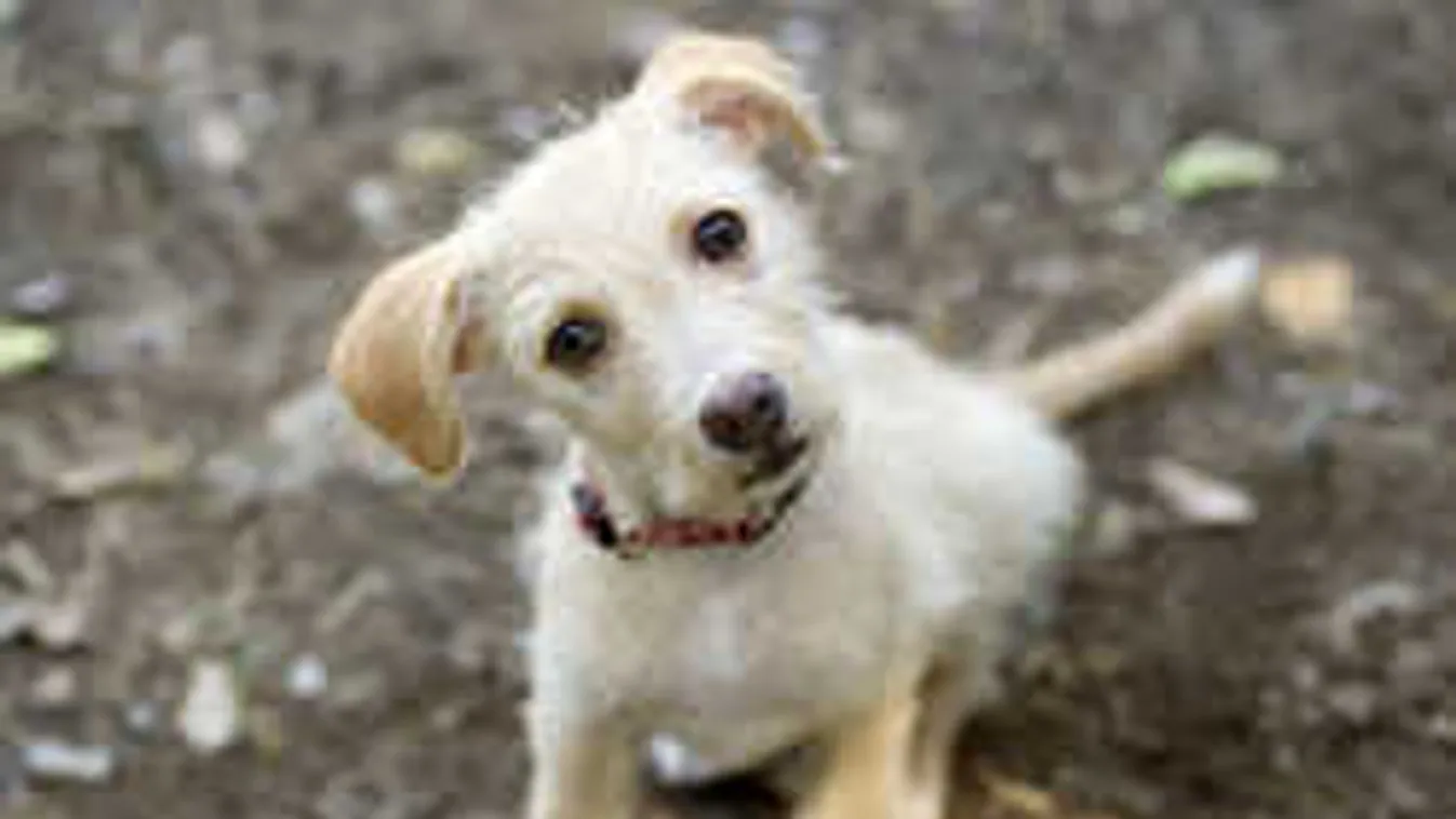 Te mit gondolsz, Magyarországon is kössék tanfolyamhoz a kutyatartást?