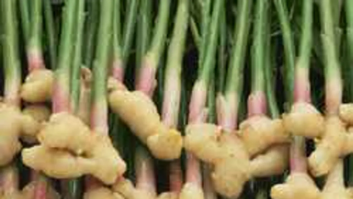 Többet ne vegyél gyömbért! Inkább termeszd ingyen otthon