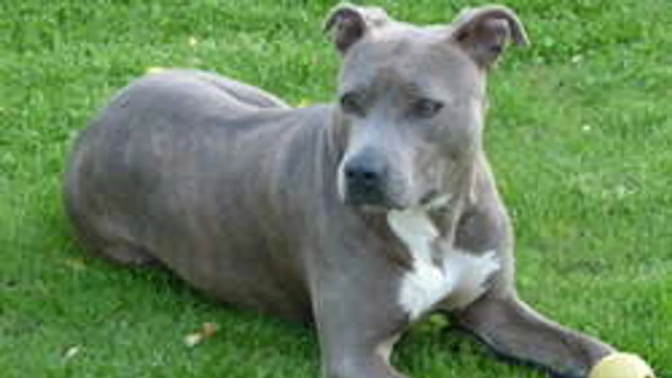 Halálos kutyatámadás: az áldozat családja kiáll a kutya gazdája mellett