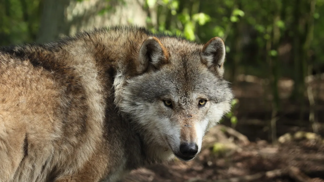 Farkastámadás a Zemplénben: állandóan itt élnek a ragadozók