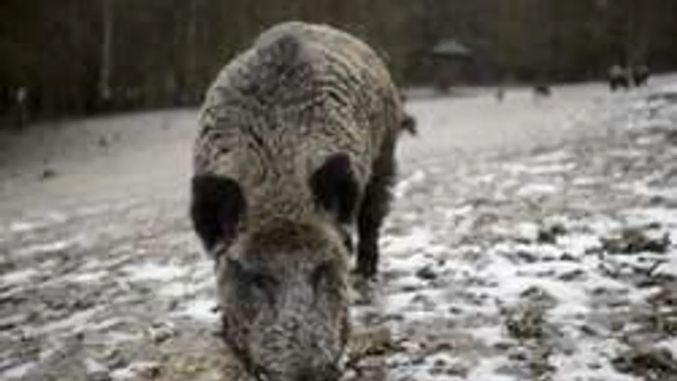 Vaddisznó támadt a Pest megyei játszótéren a szülőkre