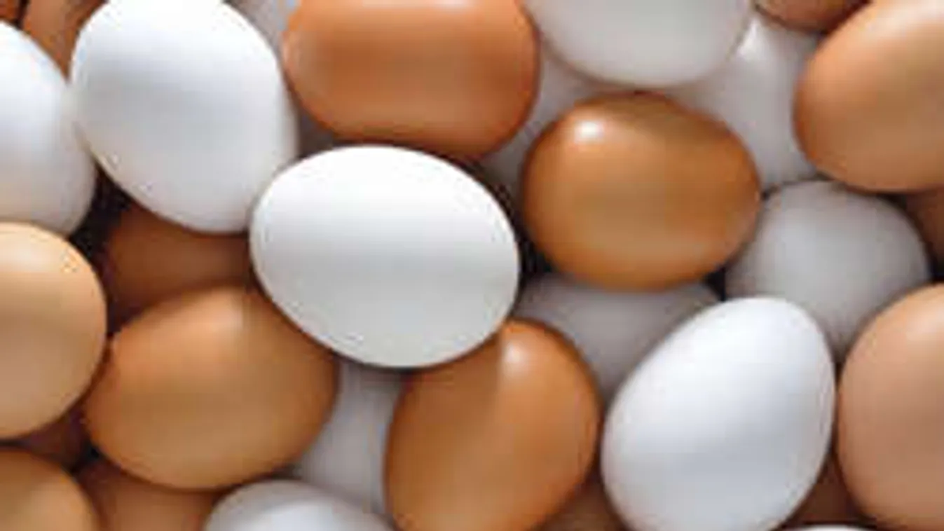 A nagy tojás-dilemma: fehér legyen a héja vagy barna?