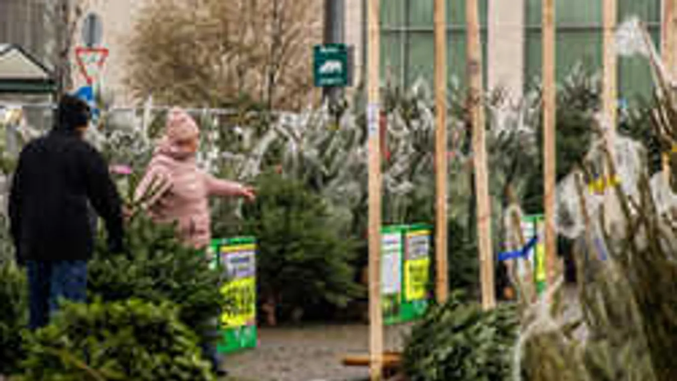 Ezért drágult meg drasztikusan a lucfenyő