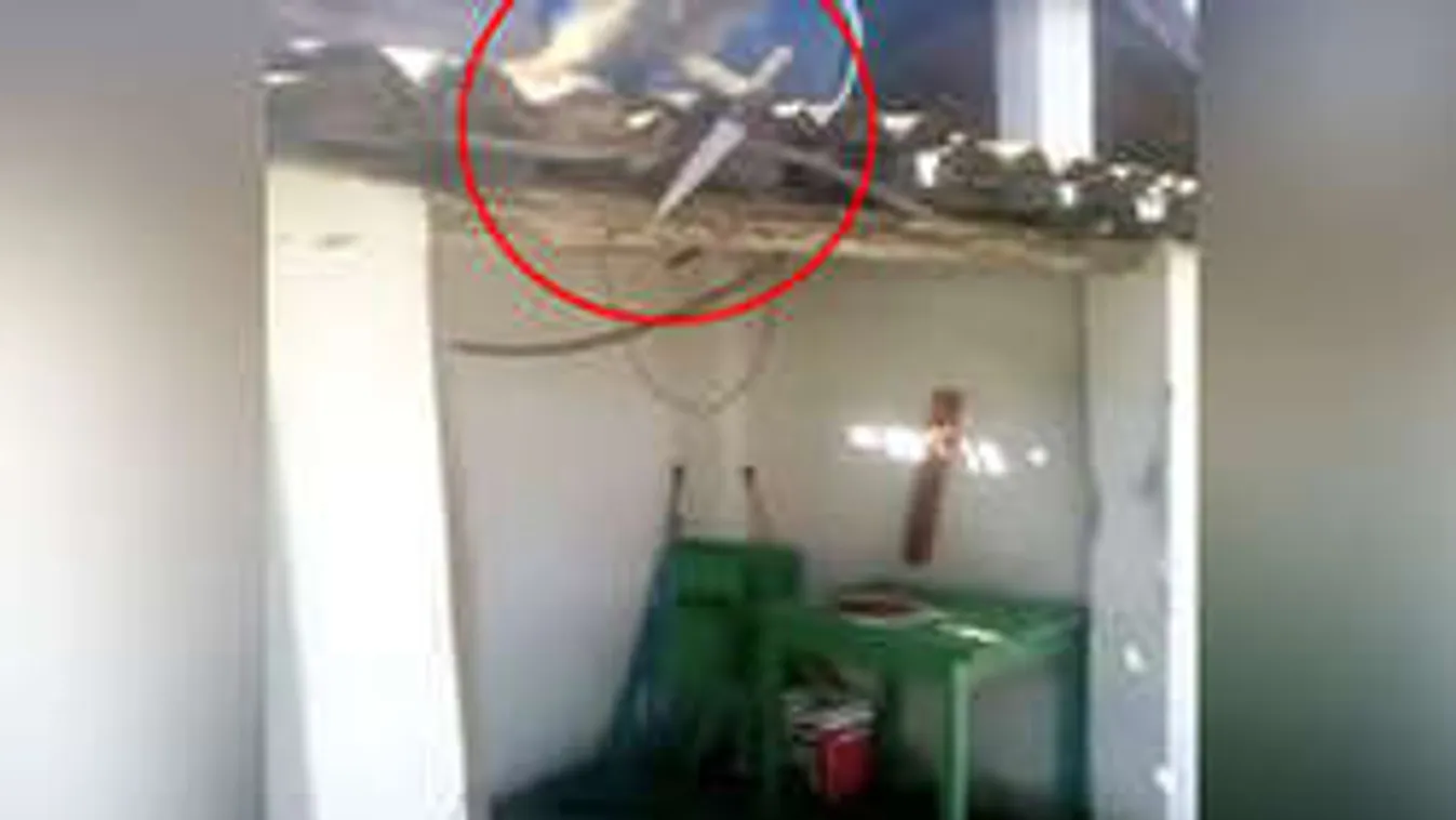 Berúgatták a kiszabadult majmot, ki kellett hívni a tűzoltókat!