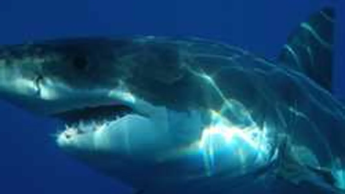 Videóra vették: óriási fehér cápa jelent meg a gyanútlan strandolók között